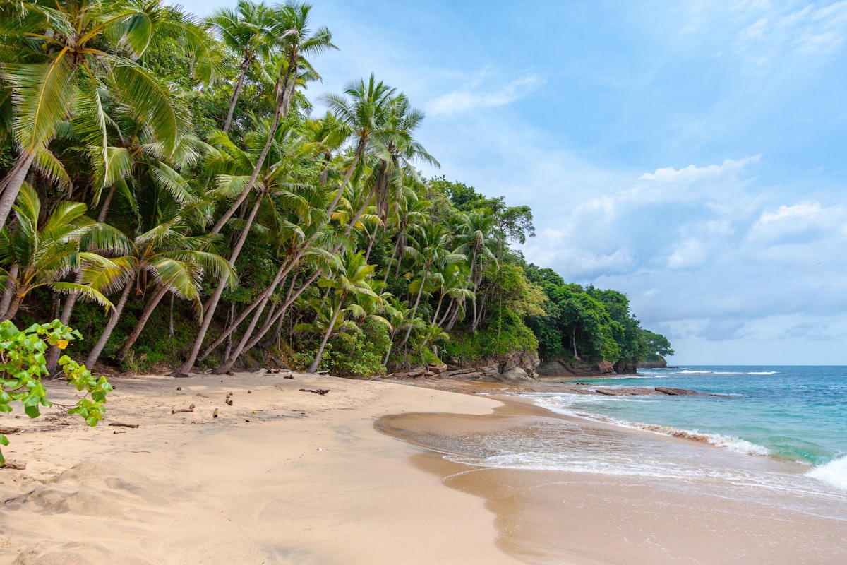 Tropical beach with palm trees